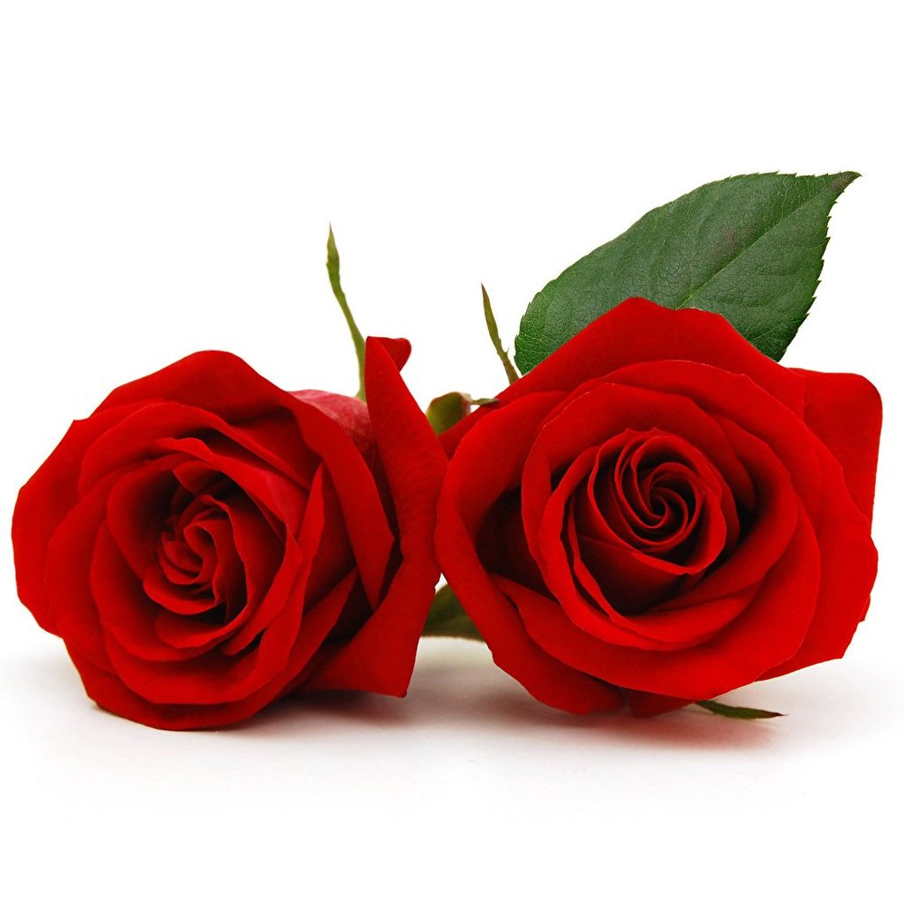 Meet your Posher, Kendall